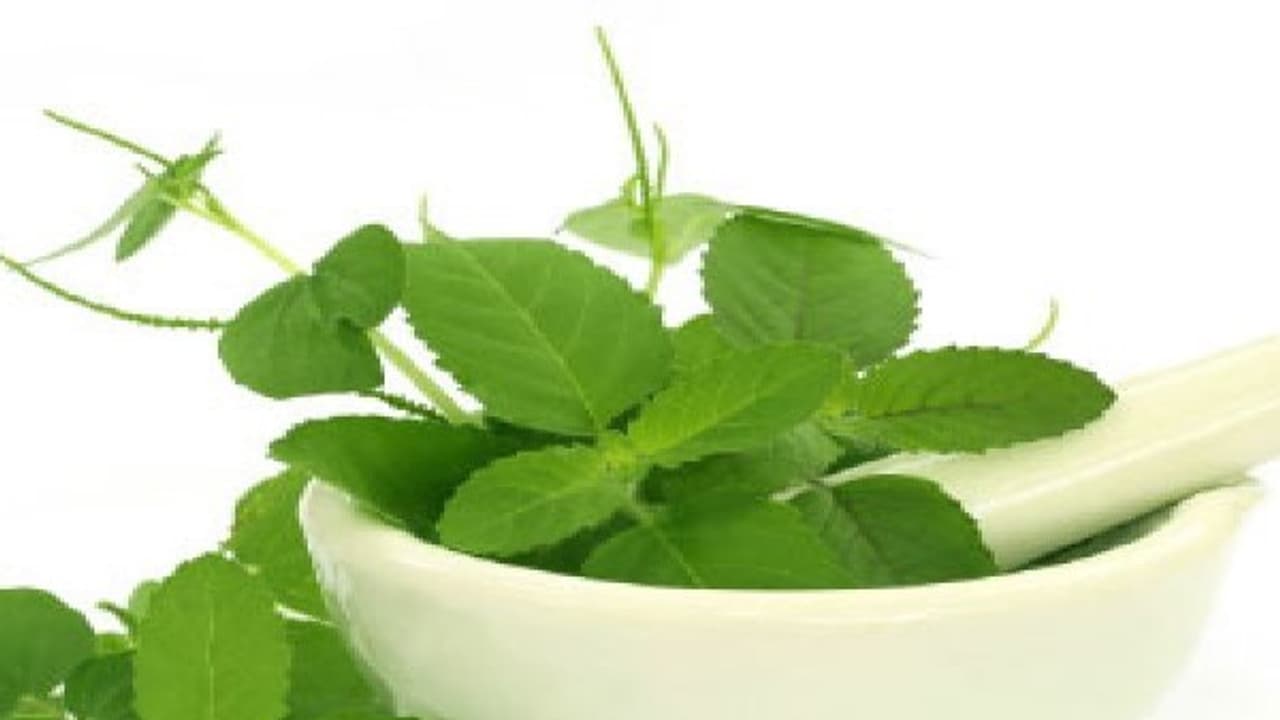 எந்தெந்த நோய்களுக்கு துளசியை எப்படி எல்லாம் பயன்படுத்தணும். உள்ளே முழுத் தகவல்... 