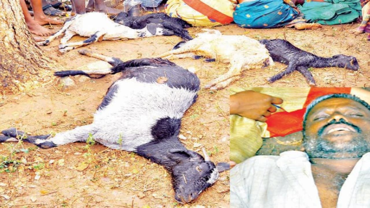 திண்டுக்கலில் மழைக்கு ஒதுங்கியவர் மின்னல் தாக்கி பலி; ஐந்து ஆடுகளும் பலி… திண்டுக்கலில் மழைக்கு ஒதுங்கியவர் மின்னல் தாக்கி பலி; ஐந்து ஆடுகளும் பலி…