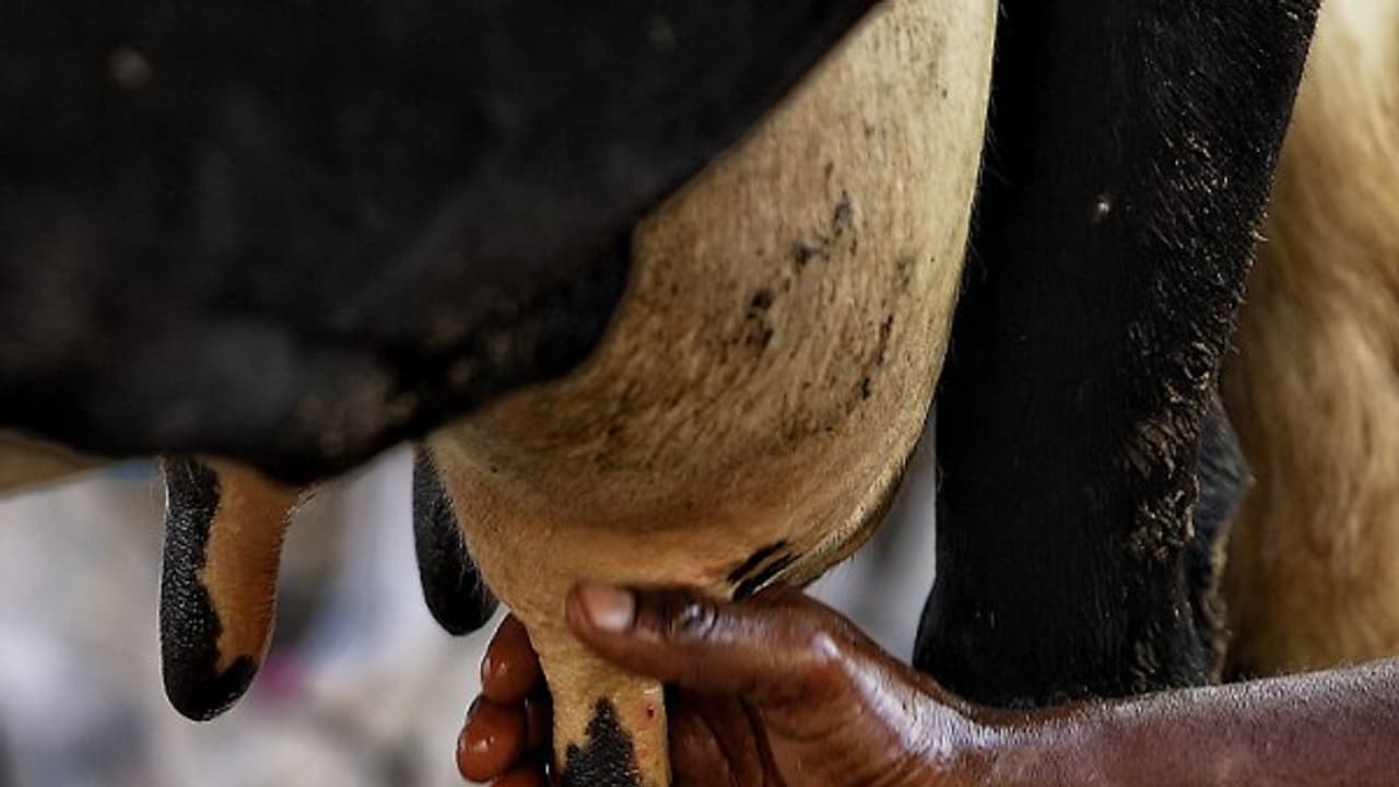 கறவை மாடுகளை தாக்கும் நோய்களும், அவற்றிற்கான பராமரிப்பு முறைகளும் ஒரு அலசல்... கறவை மாடுகளை தாக்கும் நோய்களும், அவற்றிற்கான பராமரிப்பு முறைகளும் ஒரு அலசல்...