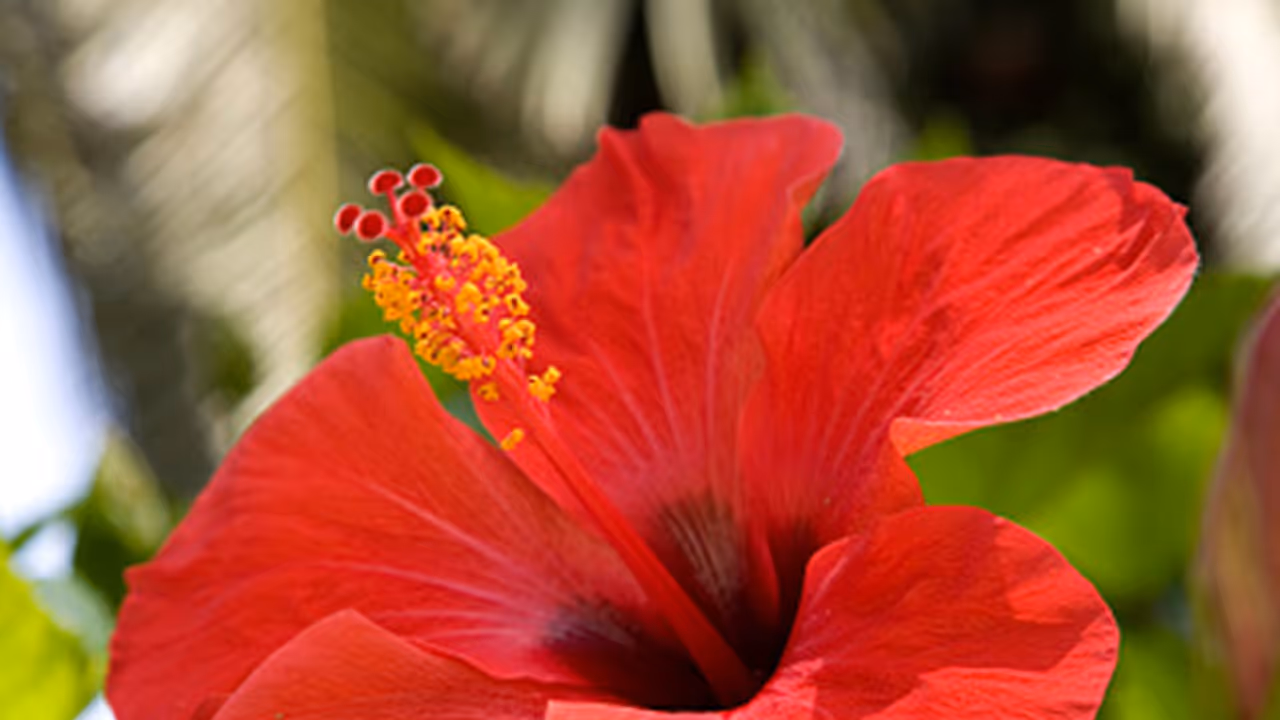 বলিরেখা দূর করে ত্বক উজ্জ্বল করতে ব্যবহার করুন জবা ফুলের প্যাক, জেনে কীভাবে বানাবেন