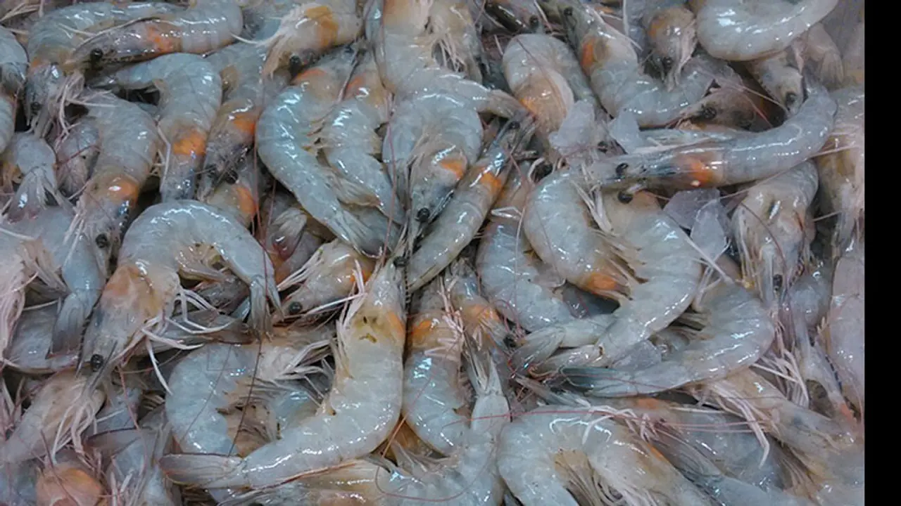 ഫോര്മാലിന് ചേർത്ത ആറ് ടണ് ചെമ്മീന് പിടികൂടി ഫോര്മാലിന് ചേർത്ത ആറ് ടണ് ചെമ്മീന് പിടികൂടി