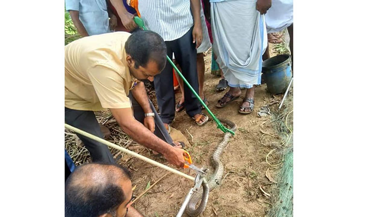 വലയില് കുരുങ്ങി എട്ടടി മൂര്ഖന്; ഒടുവില് ഫോറസ്റ്റ് ഉദ്യോഗസ്ഥരെത്തി രക്ഷപ്പെടുത്തി വലയില് കുരുങ്ങി എട്ടടി മൂര്ഖന്; ഒടുവില് ഫോറസ്റ്റ് ഉദ്യോഗസ്ഥരെത്തി രക്ഷപ്പെടുത്തി