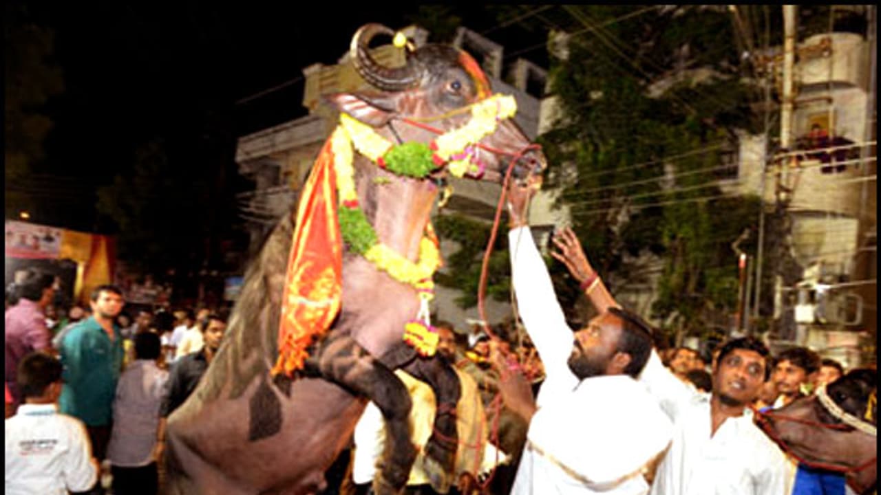 సదర్ ఉత్సవాలకు హైదరాబాద్ రెడీ...దున్న పోతులతో యాదవులు కూడా... సదర్ ఉత్సవాలకు హైదరాబాద్ రెడీ...దున్న పోతులతో యాదవులు కూడా...