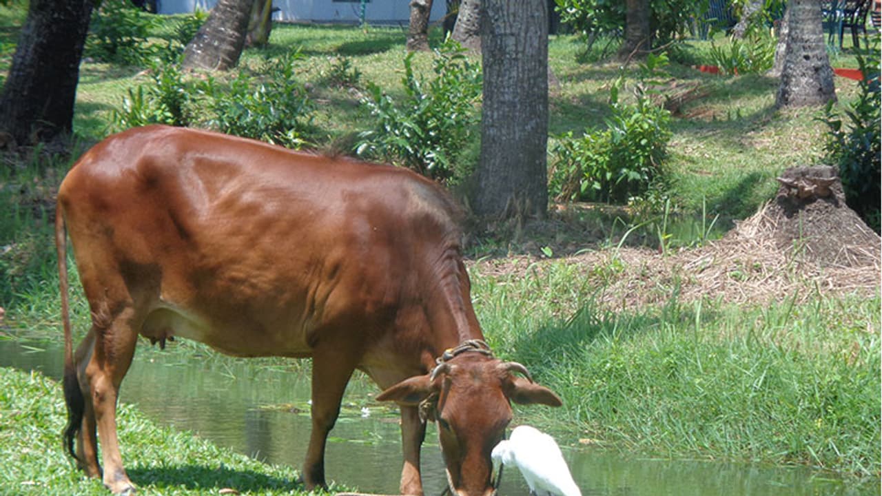 गौधन सिर्फ दूध ही नहीं पर्यावरण सुरक्षा के लिए भी बेहद जरुरी
