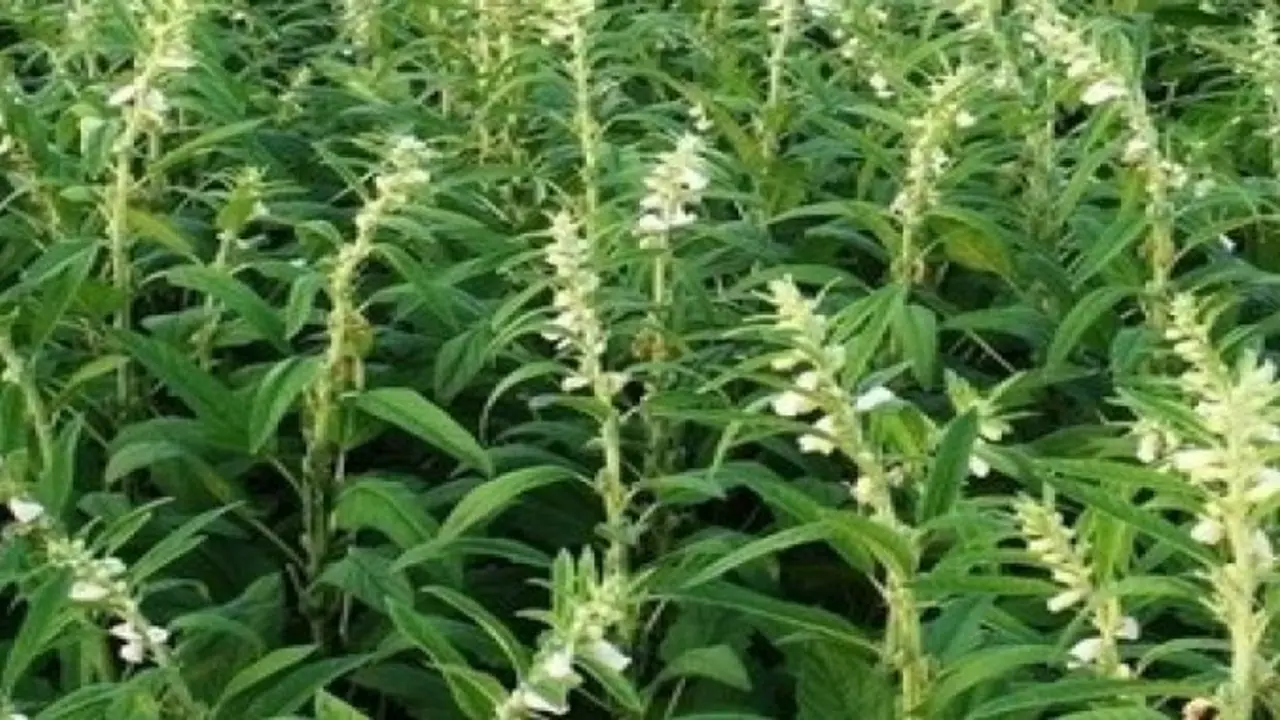 எண்ணெய் வித்துக்களின் அரசி “எள்” சாகுபடி தொழில்நுட்பங்கள்…. எண்ணெய் வித்துக்களின் அரசி “எள்” சாகுபடி தொழில்நுட்பங்கள்….