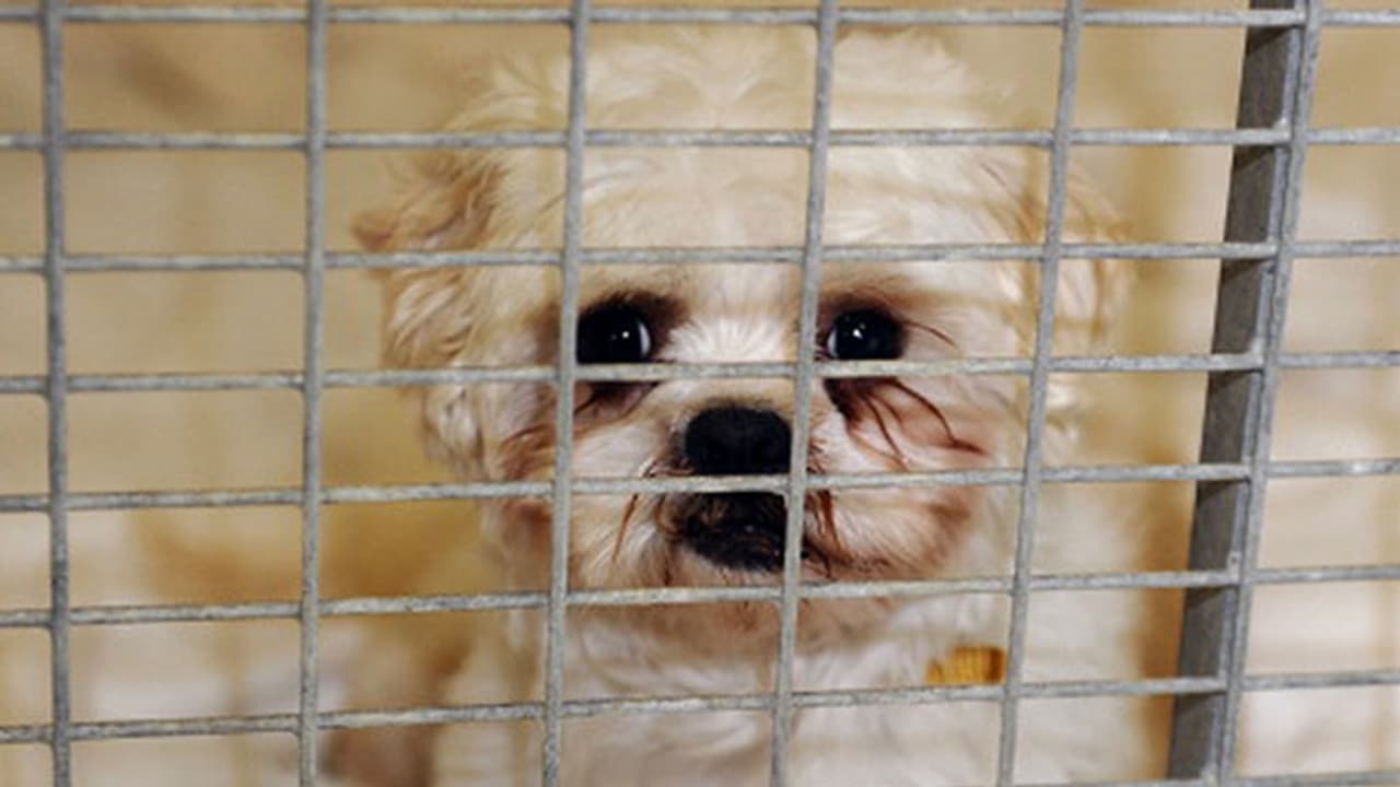 Centre drafts rules for pet shops to tidy up their act Centre drafts rules for pet shops to tidy up their act