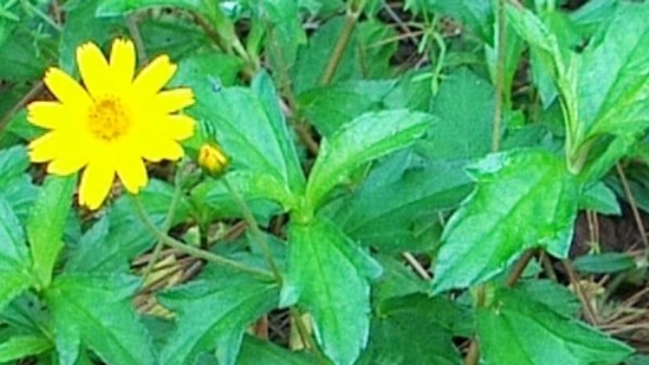 ஒன்றா? இரண்டா? கரிசலாங்கண்ணி கீரையில் இருக்கும் மகத்துவங்கள்... இதோ லிஸ்ட்...