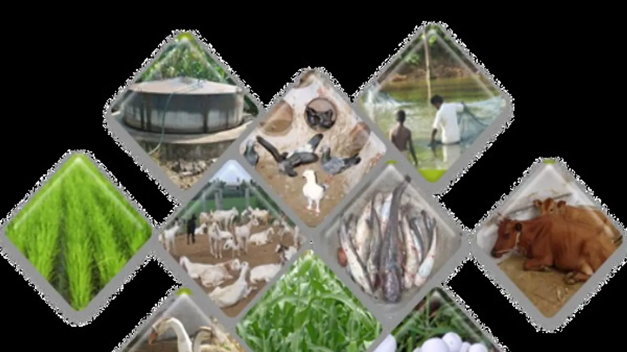 ஒருங்கிணைந்த பண்ணைய முறையில் எவற்றையெல்லாம் வளர்க்கலாம்? எவ்வளவு வளர்க்கலாம்?...