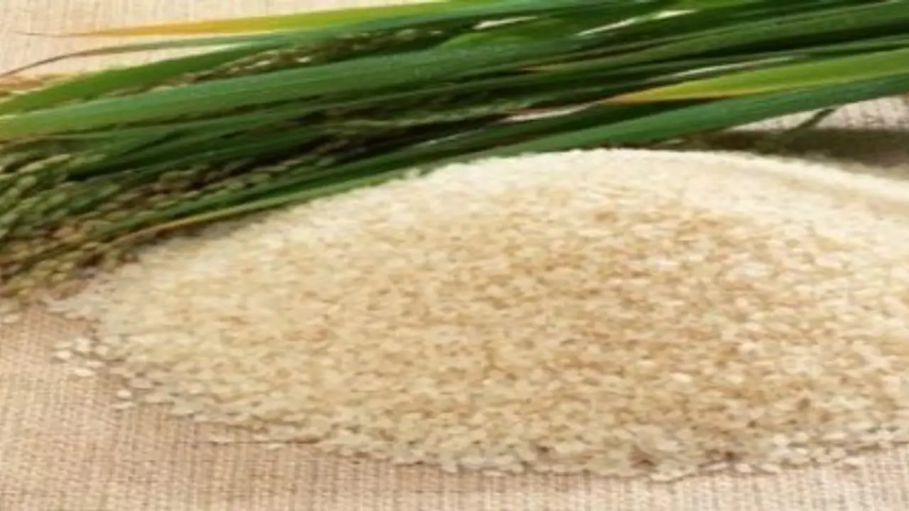 சாமை அரிசியை சாப்பிட்டு சர்க்கரையின் அளவை கட்டுப்படுத்தலாம் சாமை அரிசியை சாப்பிட்டு சர்க்கரையின் அளவை கட்டுப்படுத்தலாம்