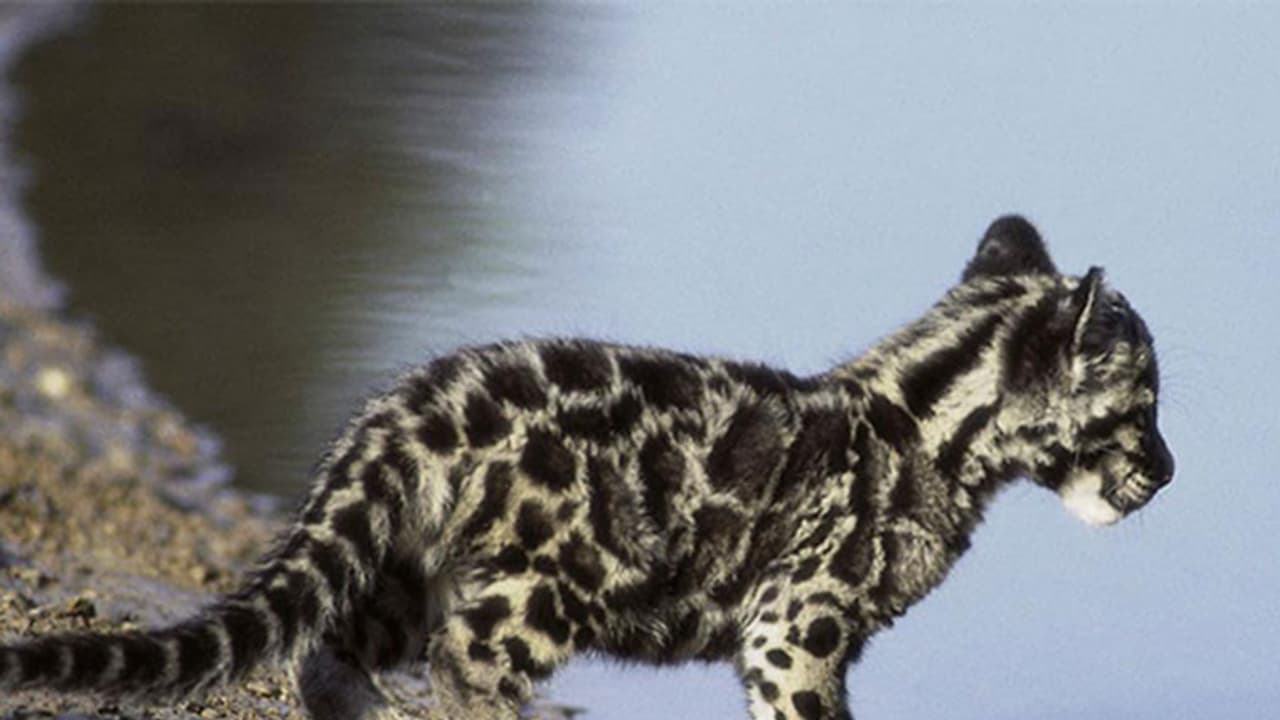 പുലിക്കുട്ടികളെ വീട്ടിലാക്കിയ പുലിയമ്മ വന്നു ; ഒടുവില് കുട്ടികളെയും കൂട്ടി കാട് കയറി പുലിക്കുട്ടികളെ വീട്ടിലാക്കിയ പുലിയമ്മ വന്നു ; ഒടുവില് കുട്ടികളെയും കൂട്ടി കാട് കയറി