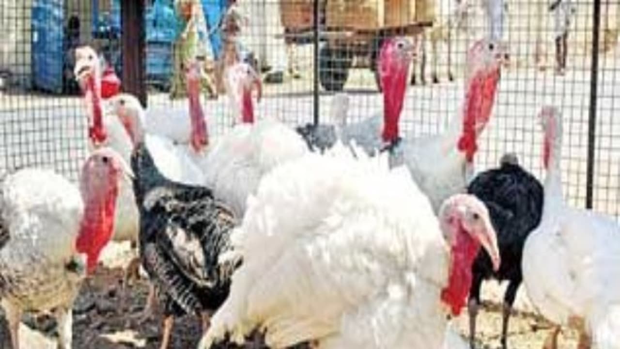 இந்த முறையில் வான்கோழிகளை வளர்ப்பதால் இவ்வளவு நன்மைகள் கிடைக்கும்... இந்த முறையில் வான்கோழிகளை வளர்ப்பதால் இவ்வளவு நன்மைகள் கிடைக்கும்...