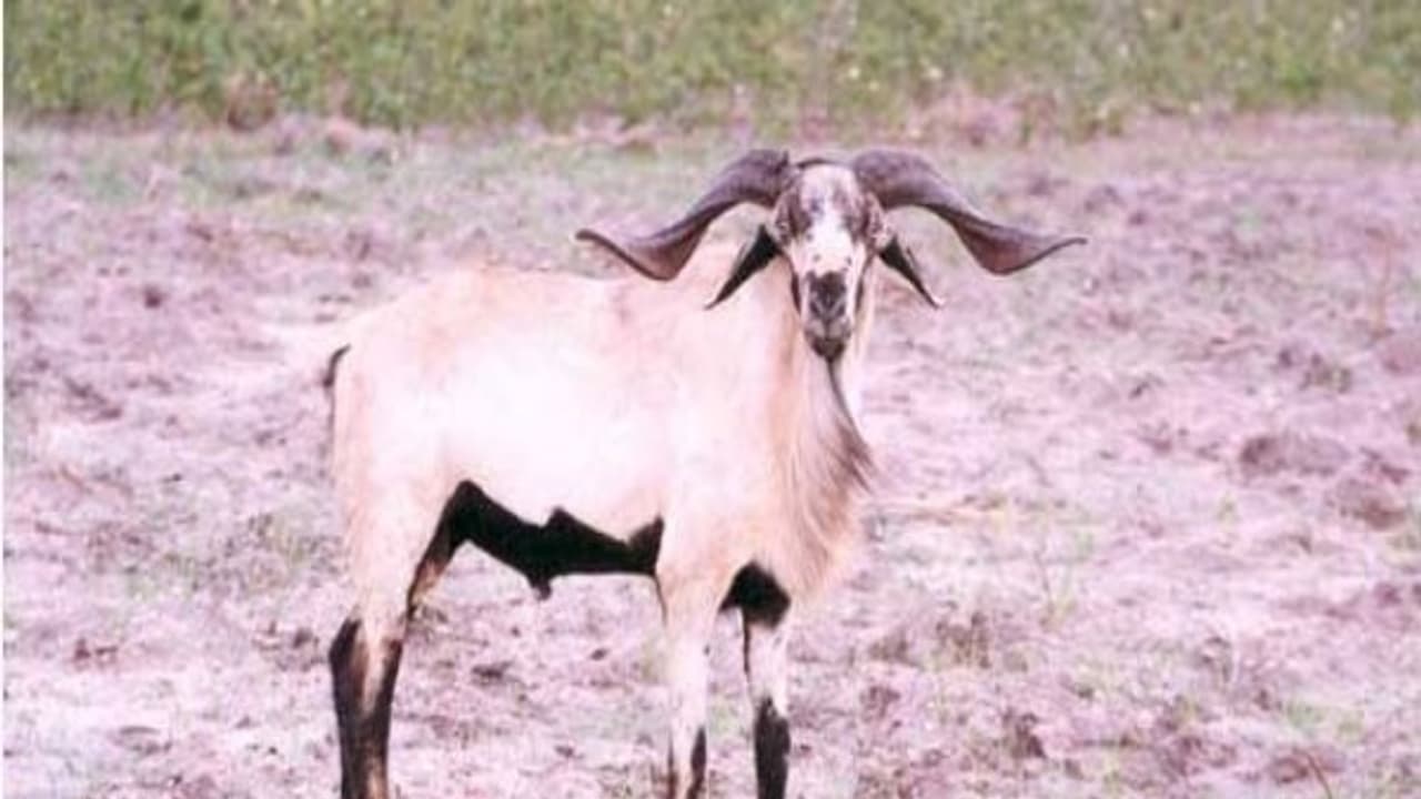 ஆந்திரப் பிரதேசத்தின் நெல்லூர் இன ஆடின் சிறப்பியல்புகள் இவைதான்… ஆந்திரப் பிரதேசத்தின் நெல்லூர் இன ஆடின் சிறப்பியல்புகள் இவைதான்…