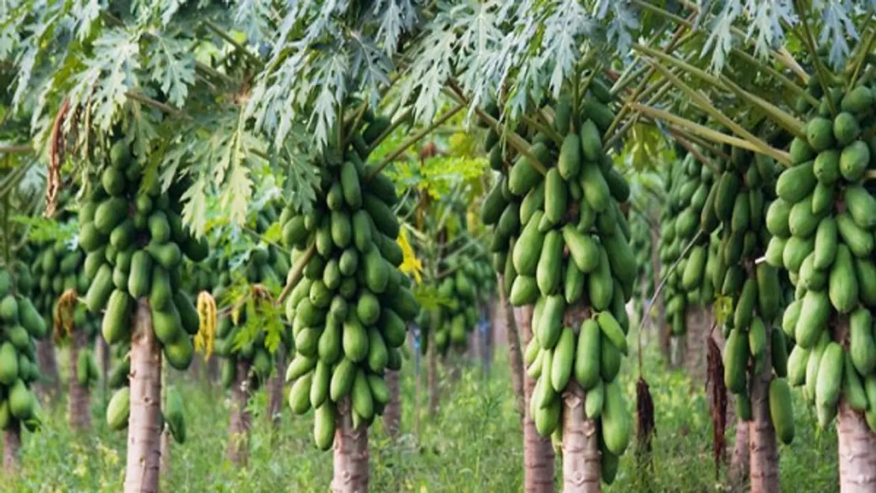 பப்பாளி சாகுபடி: சொட்டு நீர் பாசனம் மூலம் எப்படி செய்வது? பப்பாளி சாகுபடி: சொட்டு நீர் பாசனம் மூலம் எப்படி செய்வது?