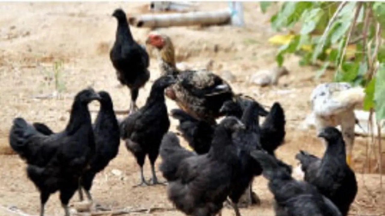 குளிர்காலத்தில் நாட்டுக் கோழிகளை இப்படிதான் பராமரிக்க வேண்டும்... குளிர்காலத்தில் நாட்டுக் கோழிகளை இப்படிதான் பராமரிக்க வேண்டும்...