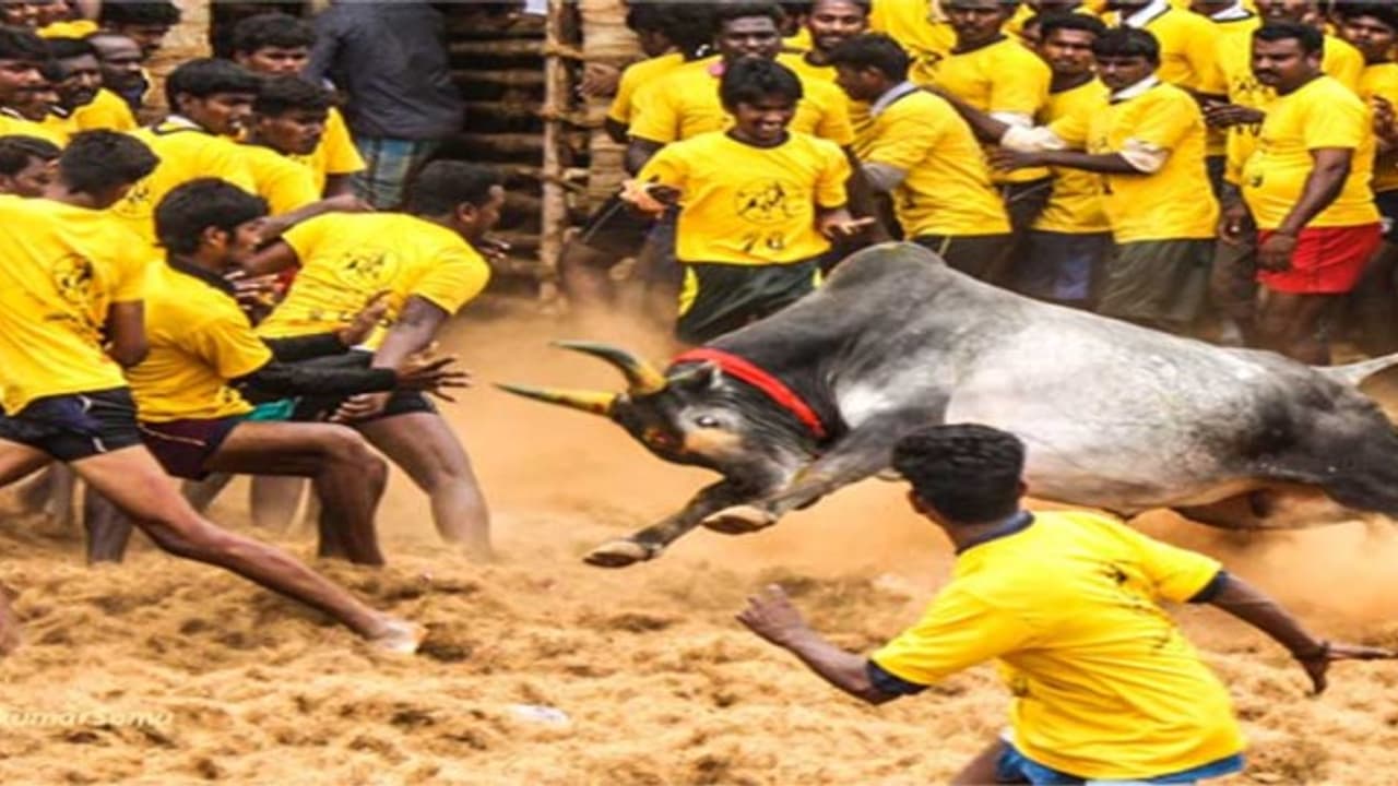 ಜಲ್ಲಿಕಟ್ಟು ನಮ್ಮ ಸಂಸ್ಕೃತಿ ಮತ್ತು ಪರಂಪರೆ ಎಂದ ಸುಪ್ರೀಂಕೋರ್ಟ್: ತಮಿಳುನಾಡಿನ ಸಾಂಪ್ರದಾಯಿಕ ಕ್ರೀಡೆಗೆ ಕಾನೂನು ಮಾನ್ಯತೆ ಜಲ್ಲಿಕಟ್ಟು ನಮ್ಮ ಸಂಸ್ಕೃತಿ ಮತ್ತು ಪರಂಪರೆ ಎಂದ ಸುಪ್ರೀಂಕೋರ್ಟ್: ತಮಿಳುನಾಡಿನ ಸಾಂಪ್ರದಾಯಿಕ ಕ್ರೀಡೆಗೆ ಕಾನೂನು ಮಾನ್ಯತೆ