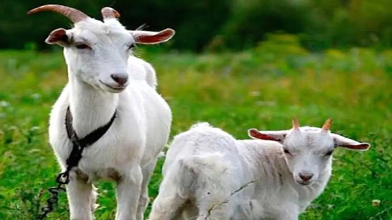 பெட்டை ஆடுகள் மற்றும் சினை ஆடுகளை பராமரிக்க இந்த வழிகள் உதவும்...