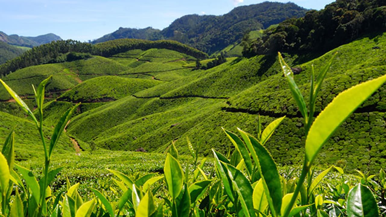 Rs 13 crore worth adulterated tea seized Rs 13 crore worth adulterated tea seized