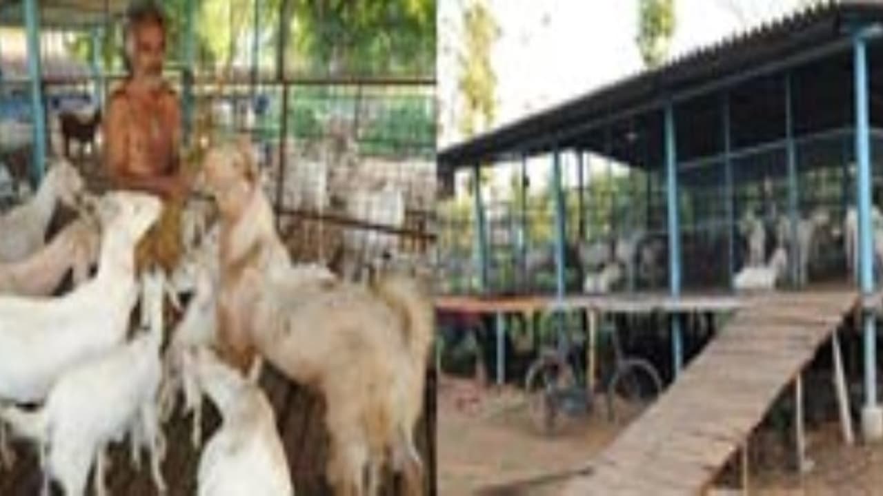 கொழுத்த லாபம் வேண்டுமா? கொட்டில் முறை ஆடு வளர்ப்பே சரி… கொழுத்த லாபம் வேண்டுமா? கொட்டில் முறை ஆடு வளர்ப்பே சரி…