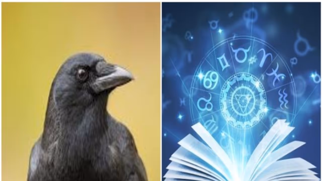 காகம் உணர்த்தும் ஜோதிடப் பலன்...! நல்லது முதல்... கெட்டது வரை...! காகம் உணர்த்தும் ஜோதிடப் பலன்...! நல்லது முதல்... கெட்டது வரை...!