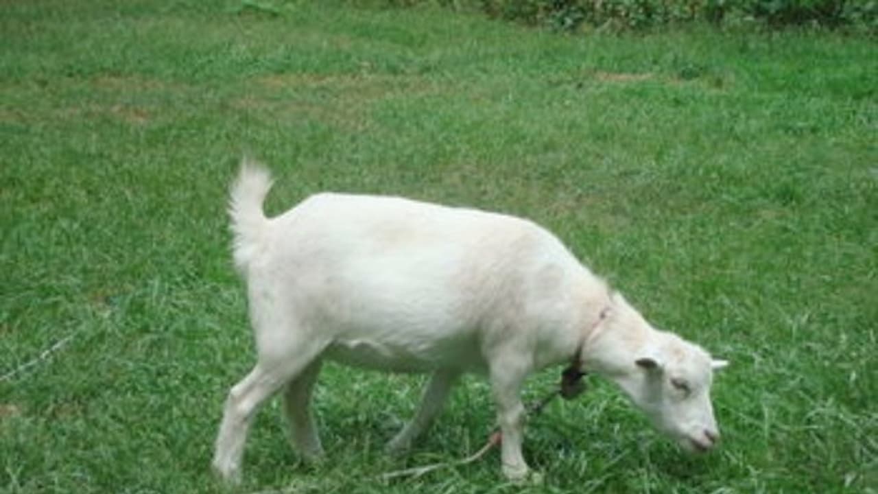 வெள்ளாடுகளுக்கு ஏற்ற தீவனங்கள் சிலவற்றை இங்கே காணலாம்; அவ்வளவும் ரொம்ப நல்லதுங்க... வெள்ளாடுகளுக்கு ஏற்ற தீவனங்கள் சிலவற்றை இங்கே காணலாம்; அவ்வளவும் ரொம்ப நல்லதுங்க...