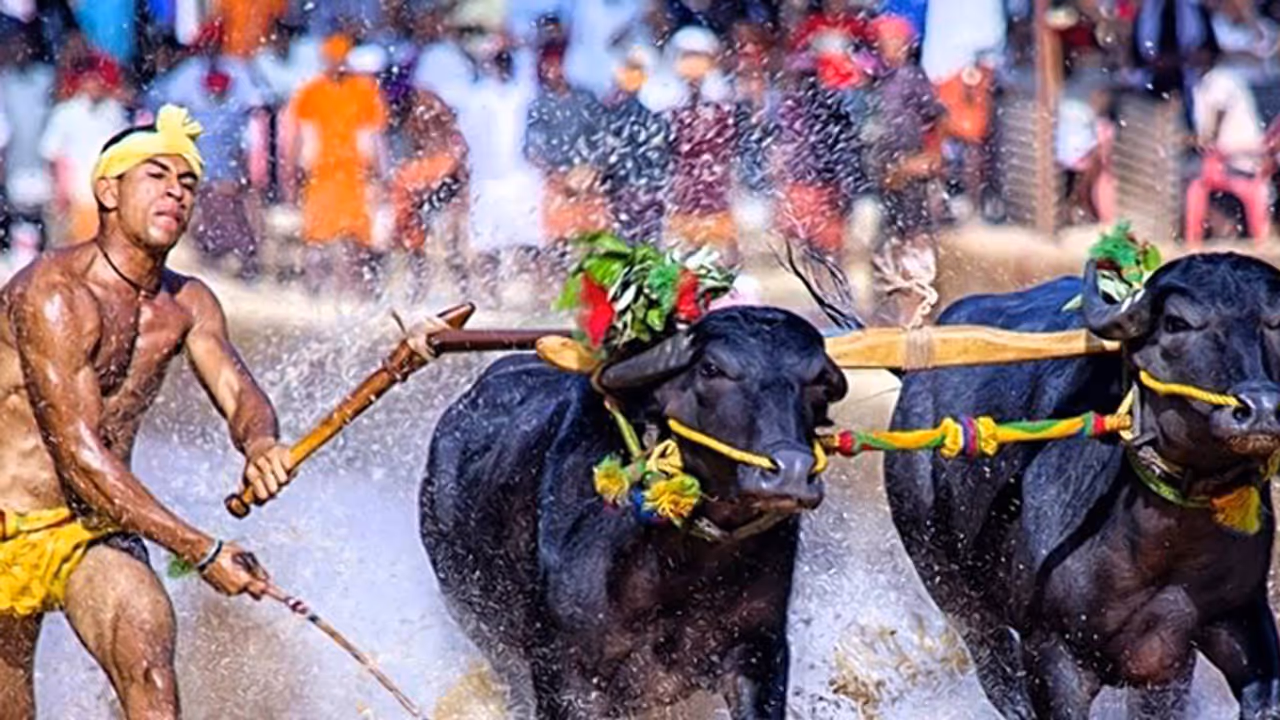 ಕಂಬಳಕ್ಕೆ ಗ್ರೀನ್ ಸಿಗ್ನಲ್; ವಿಶೇಷ ವಿಧೇಯಕಕ್ಕೆ ರಾಷ್ಟ್ರಪತಿ ಅಸ್ತು