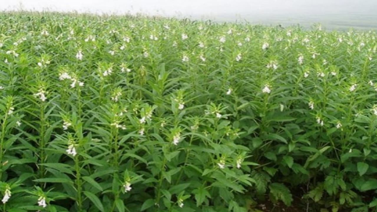 குறைந்த செலவு; அதிக லாபம்; “எள்”. குறைந்த செலவு; அதிக லாபம்; “எள்”.