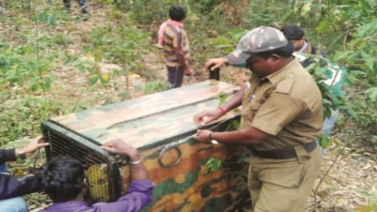 ஊருக்குள் புகுந்து சிறுவர், பெண்களை தாக்கி அட்டகாசம் செய்யும் சிங்கவால் குரங்கை பிடிக்க நவீன கூண்டு… ஊருக்குள் புகுந்து சிறுவர், பெண்களை தாக்கி அட்டகாசம் செய்யும் சிங்கவால் குரங்கை பிடிக்க நவீன கூண்டு…