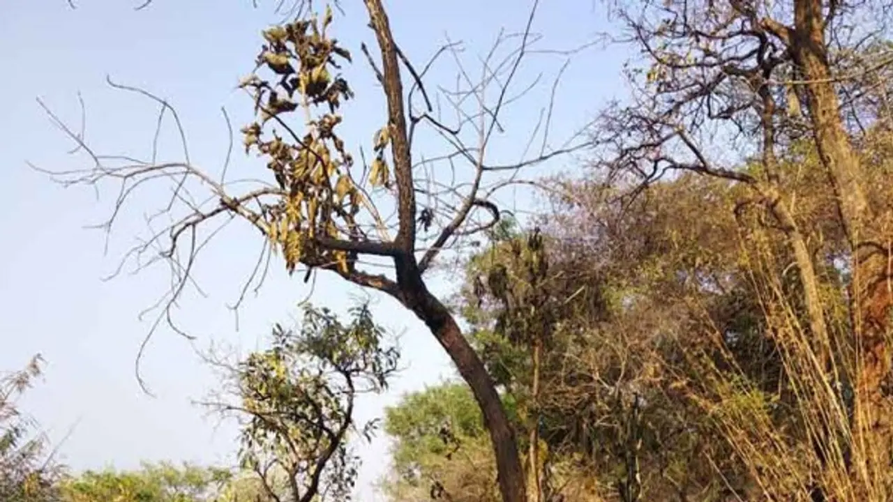 வள்ளிமலை முருகன் கோயில் மலைப் பகுதியில் காட்டுத் தீ; தானாக அணைந்ததால் அதிகாரிகள் நிம்மதி பெருமூச்சு... வள்ளிமலை முருகன் கோயில் மலைப் பகுதியில் காட்டுத் தீ; தானாக அணைந்ததால் அதிகாரிகள் நிம்மதி பெருமூச்சு...