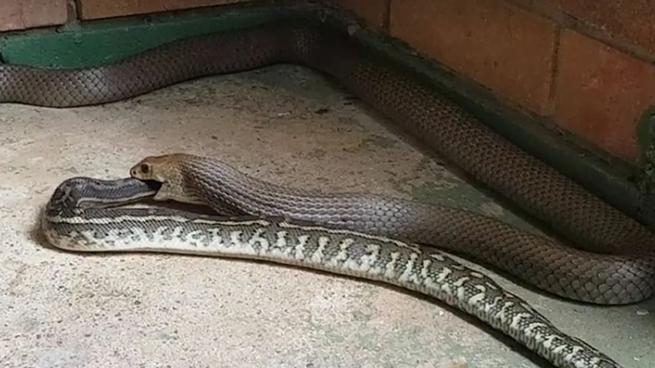 Creepy: Brown Snake devours a Python Creepy: Brown Snake devours a Python