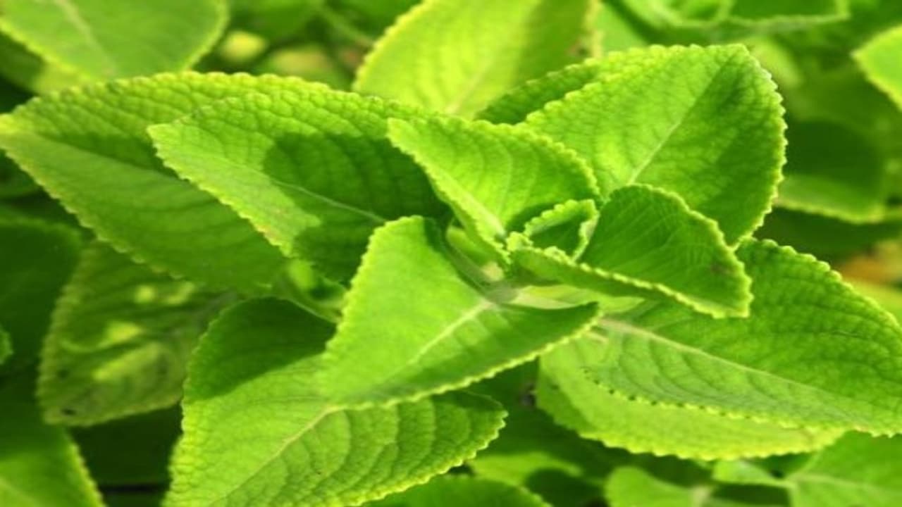 கற்பூரவள்ளியைப் பற்றி நீங்கள் தெரிந்து கொள்ளவேண்டிய மருத்துவக் பண்பு நலன்கள்… கற்பூரவள்ளியைப் பற்றி நீங்கள் தெரிந்து கொள்ளவேண்டிய மருத்துவக் பண்பு நலன்கள்…