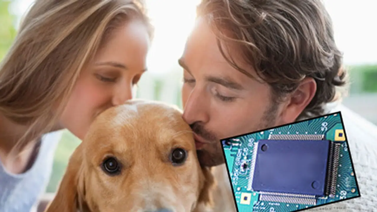 If you abandon your pet, it will find you! If you abandon your pet, it will find you!