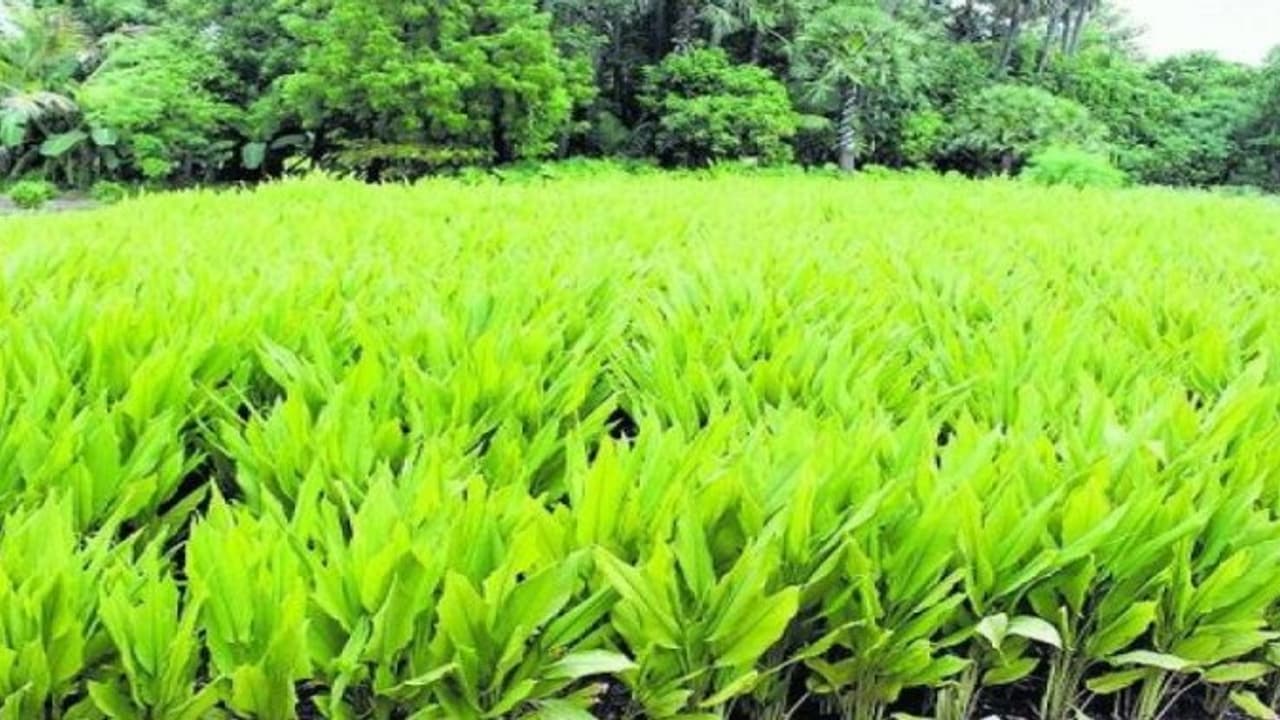 பயிர்களை காவு வாங்கும் பூச்சி மருந்துகளை தவிர்த்தால் நீங்களும் எதிர்பாரத அளவு மகசூலை அள்ளலாம்… பயிர்களை காவு வாங்கும் பூச்சி மருந்துகளை தவிர்த்தால் நீங்களும் எதிர்பாரத அளவு மகசூலை அள்ளலாம்…