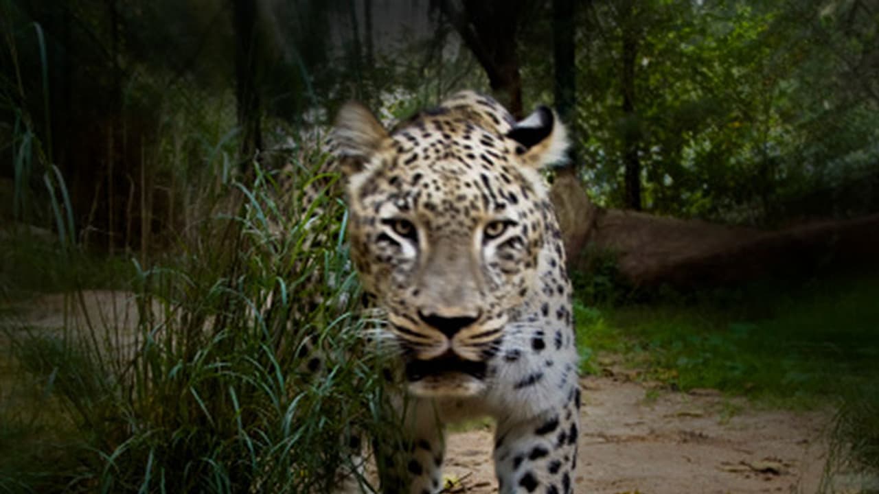 മകളുടെ കഴുത്തിന് കടിച്ച പുലിയെ സ്ത്രീ അടിച്ചോടിച്ചു മകളുടെ കഴുത്തിന് കടിച്ച പുലിയെ സ്ത്രീ അടിച്ചോടിച്ചു