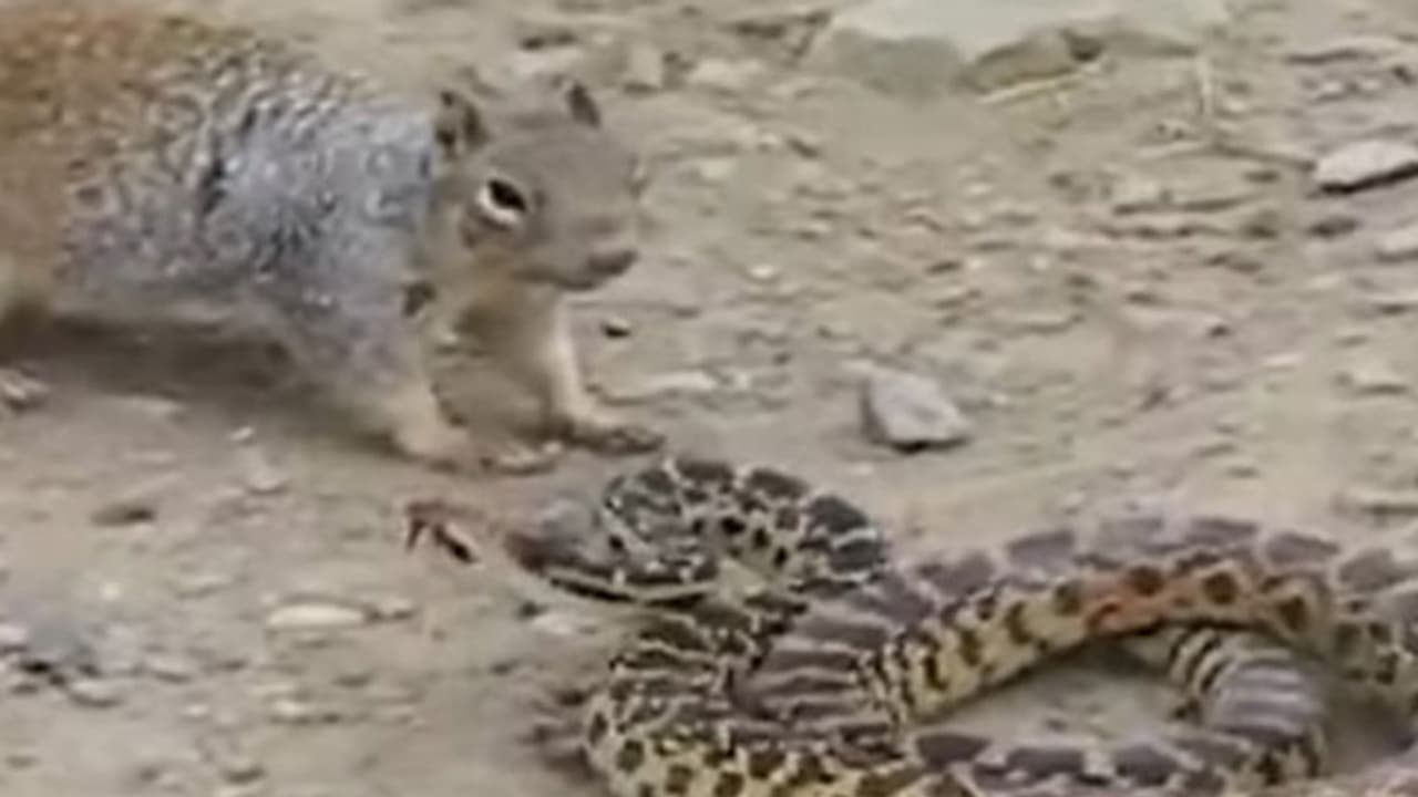 ಹಾವು ಅಳಿಲಿನ ನಡುವೆ ನಡೆದ ಭೀಕರ ಕಾಳಗವನ್ನು ನೋಡಿದ್ದೀರಾ..? ಹಾವು ಅಳಿಲಿನ ನಡುವೆ ನಡೆದ ಭೀಕರ ಕಾಳಗವನ್ನು ನೋಡಿದ್ದೀರಾ..?