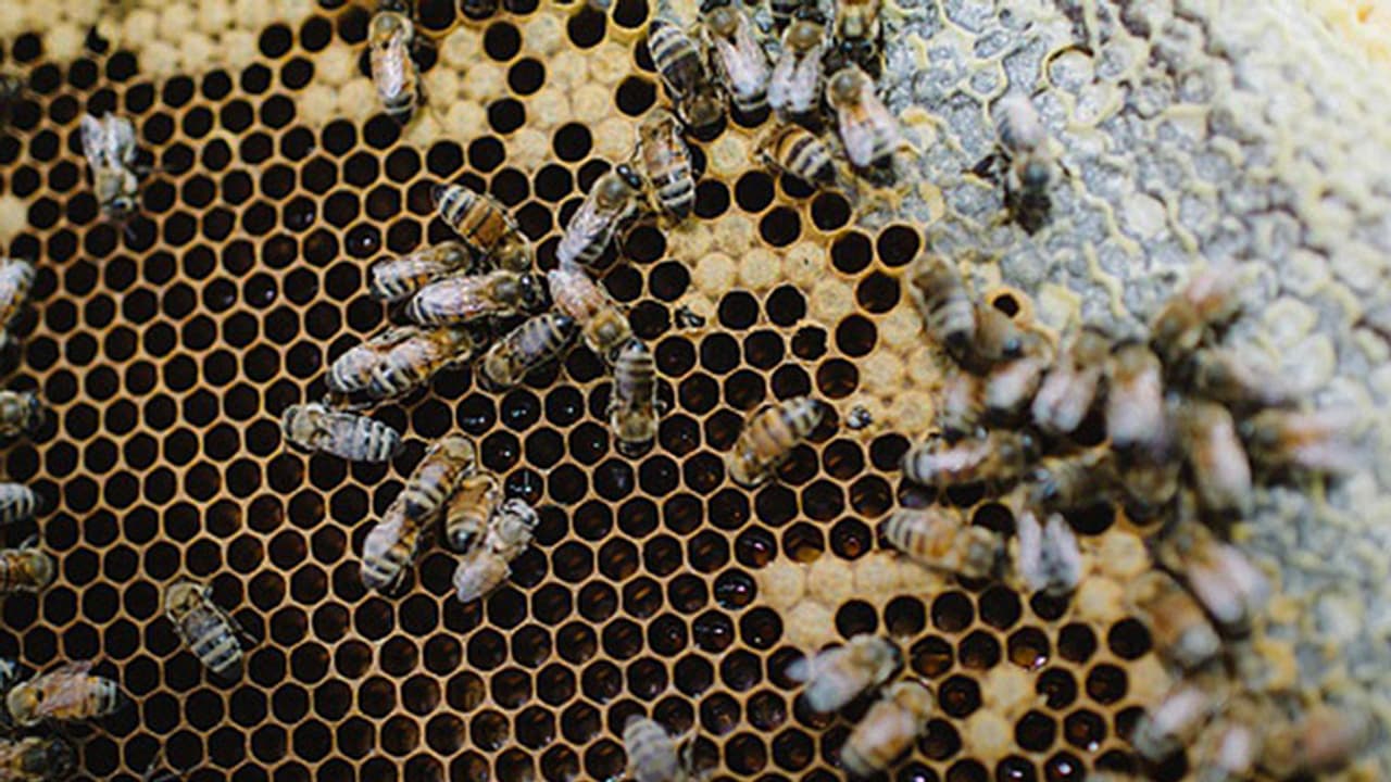 Honey production reduced to half, blame it on urbanisation and pollution Honey production reduced to half, blame it on urbanisation and pollution