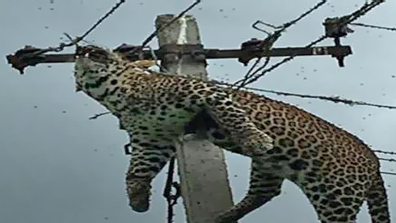 How did a leopard get up an electricity pole in Telangana?