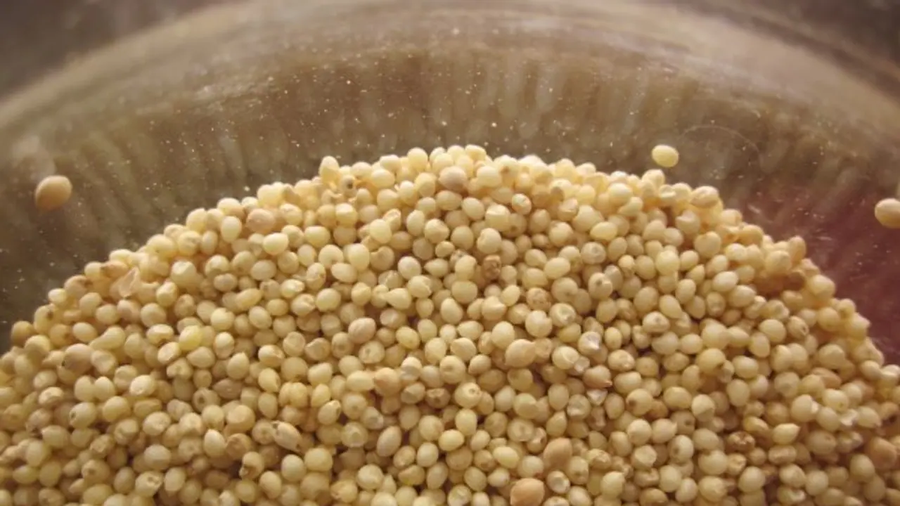 வரகு மற்றும் பனிவரகுக்கு உள்ள வித்தியாசம் என்ன தெரியுமா? இரண்டிலும் சத்துகள் அதிகம்... வரகு மற்றும் பனிவரகுக்கு உள்ள வித்தியாசம் என்ன தெரியுமா? இரண்டிலும் சத்துகள் அதிகம்...