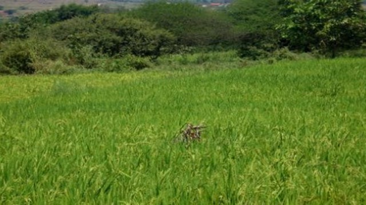 சம்பா, தாளடி நெற்பயிர்களுக்கு எப்படி உரமிடனும் தெரியுமா? சம்பா, தாளடி நெற்பயிர்களுக்கு எப்படி உரமிடனும் தெரியுமா?