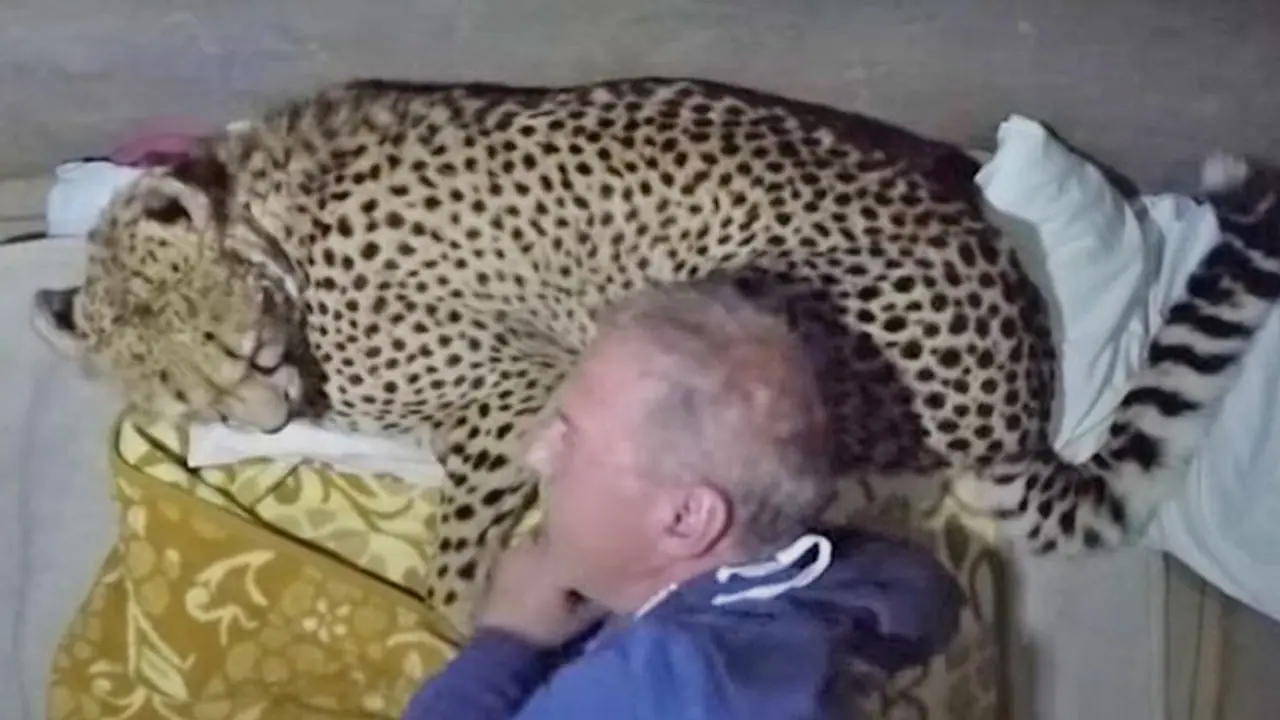 Man sleeps with cheethas, because he can