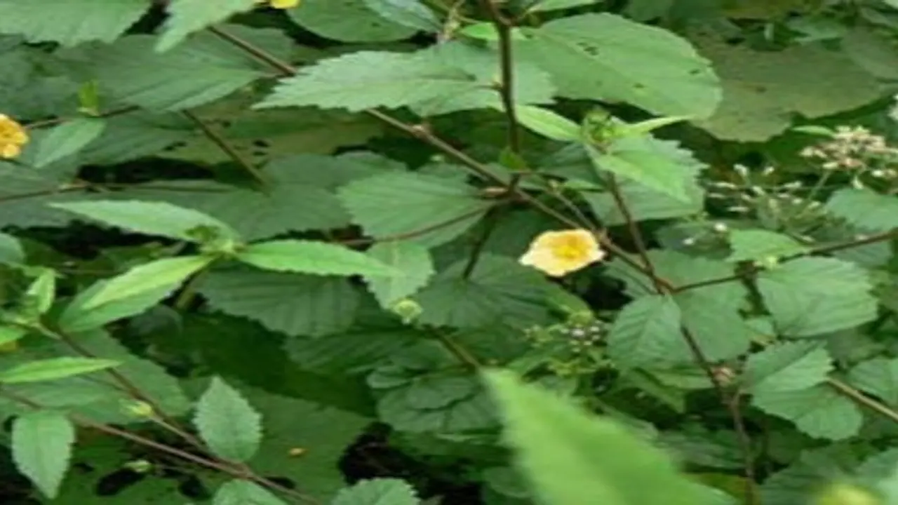 துத்திக்கீரை மருத்துவக் குணங்களை கேள்விப்பட்டதுண்டா? இதை வாசிச்சு தெரிஞ்சிக்குங்க… துத்திக்கீரை மருத்துவக் குணங்களை கேள்விப்பட்டதுண்டா? இதை வாசிச்சு தெரிஞ்சிக்குங்க…