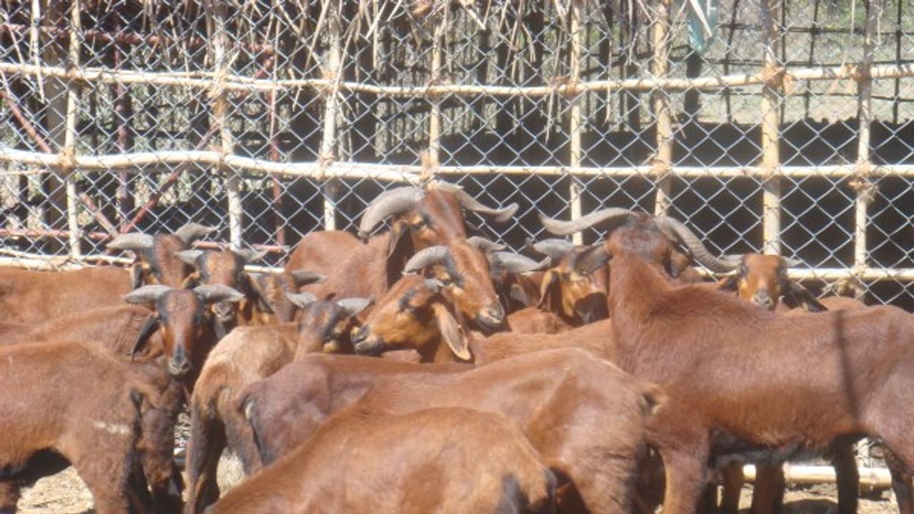 ஆடுகளைத் தாக்கும் நோய்கள்ளும் அவற்றிற்கான தீர்வுகளும்… ஆடுகளைத் தாக்கும் நோய்கள்ளும் அவற்றிற்கான தீர்வுகளும்…