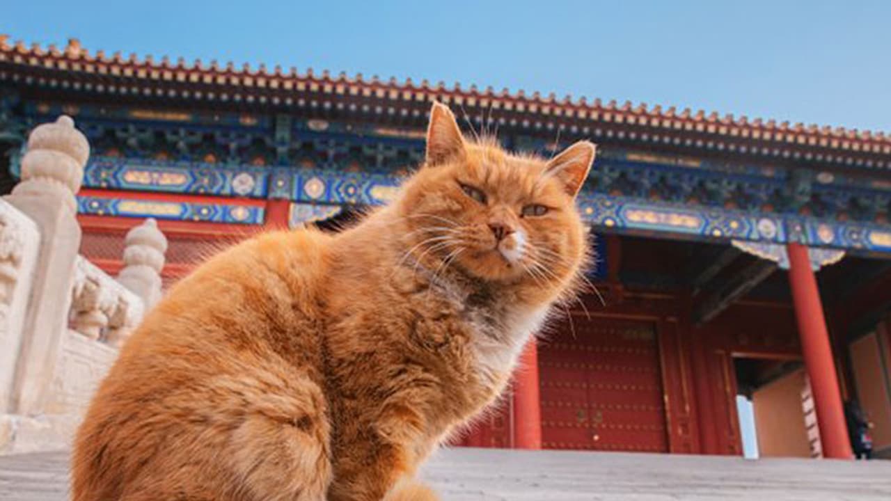 ലോകകപ്പ് പ്രവചനങ്ങള് ഇനിയില്ല; ആ പൂച്ച ചത്തു! ലോകകപ്പ് പ്രവചനങ്ങള് ഇനിയില്ല; ആ പൂച്ച ചത്തു!