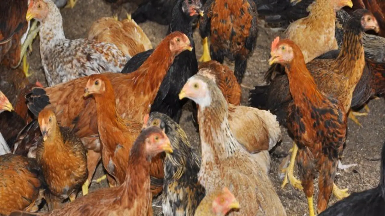 நாட்டுக் கோழிகளில் எவ்வளவு இனங்கள் இருக்கு தெரியுமா? நாட்டுக் கோழிகளில் எவ்வளவு இனங்கள் இருக்கு தெரியுமா?