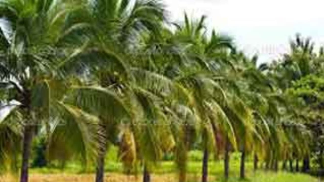 இயற்கை முறையில் தென்னை சாகுபடி செய்ய இவைதான் அடிப்படை… இயற்கை முறையில் தென்னை சாகுபடி செய்ய இவைதான் அடிப்படை…