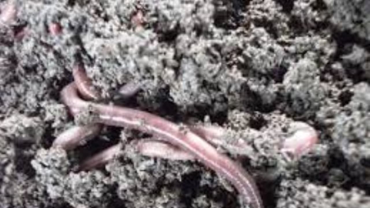 இந்த முறையைப் பயன்படுத்தி நீங்களும் எளிய முறையில் மண்புழு உரம் தயாரிக்கலாம்... இந்த முறையைப் பயன்படுத்தி நீங்களும் எளிய முறையில் மண்புழு உரம் தயாரிக்கலாம்...