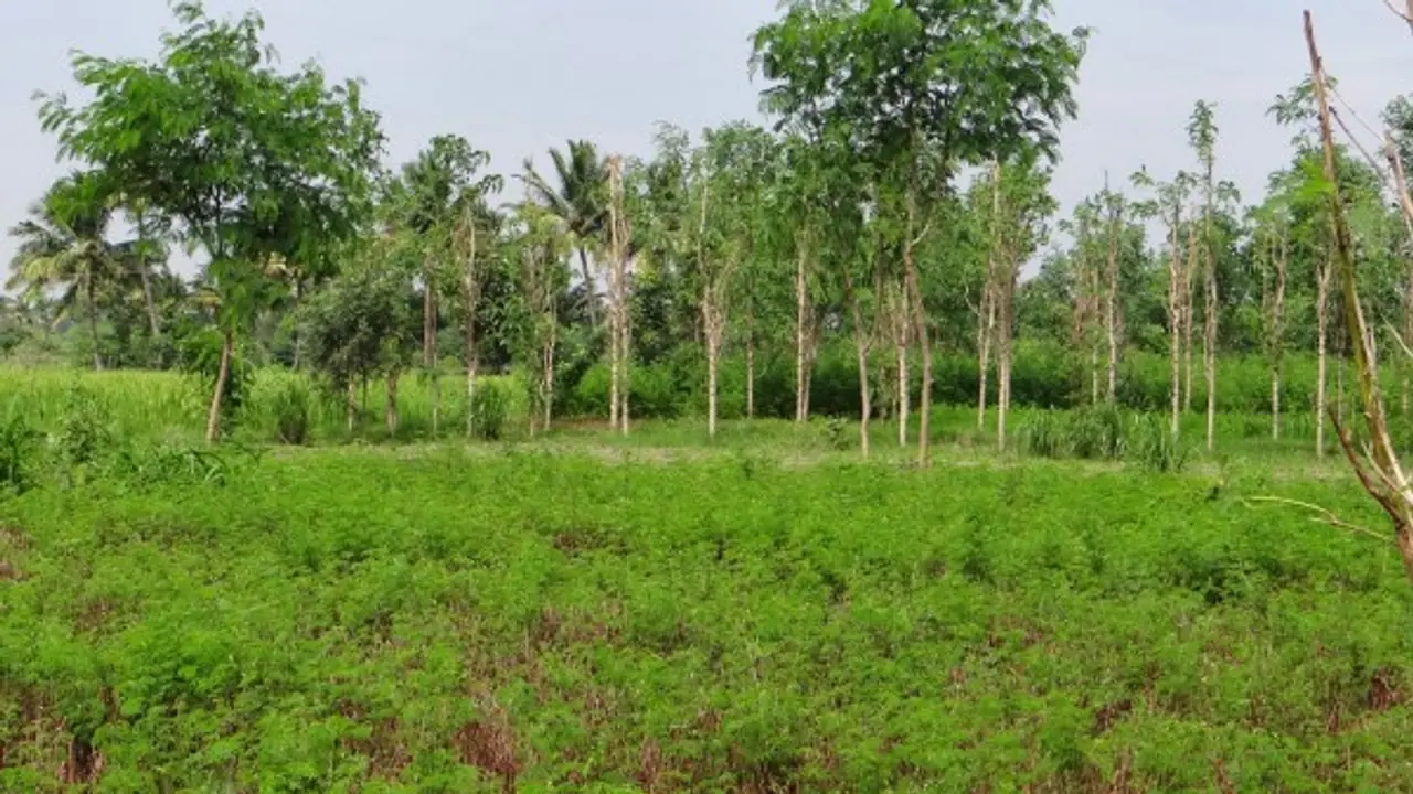 பஞ்சகவ்யம் தெளிப்பதால் எந்தெந்த செடியில் என்னென்ன நன்மை விளையும்... பஞ்சகவ்யம் தெளிப்பதால் எந்தெந்த செடியில் என்னென்ன நன்மை விளையும்...