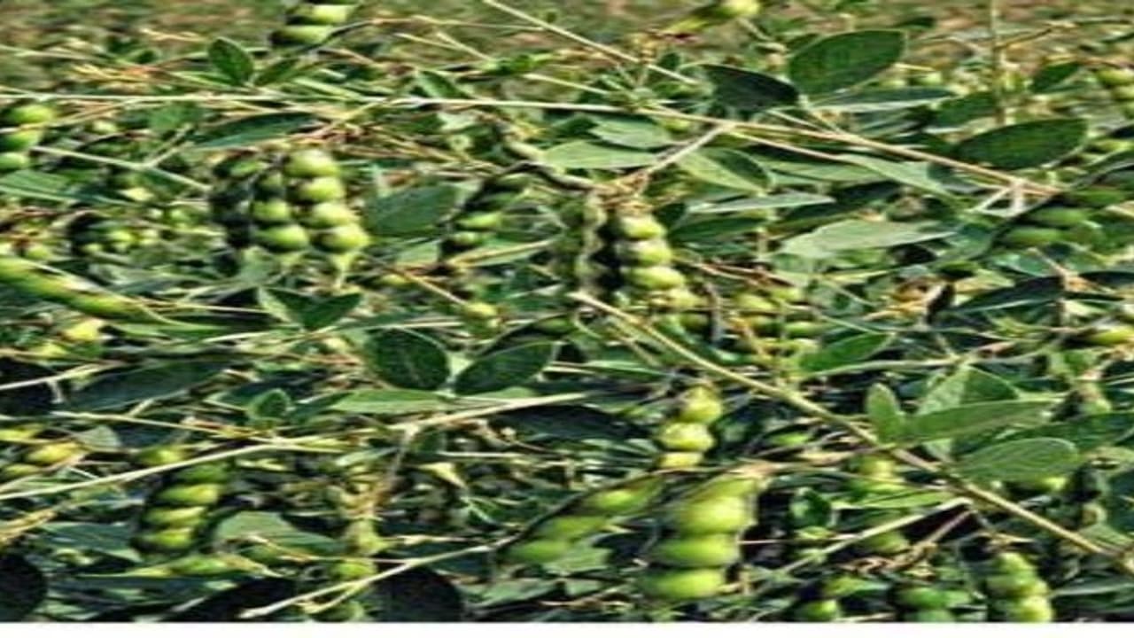 துவரையைத் தாக்கும் புழுக்களை எப்படியெல்லாம் விரட்டலாம்… துவரையைத் தாக்கும் புழுக்களை எப்படியெல்லாம் விரட்டலாம்…