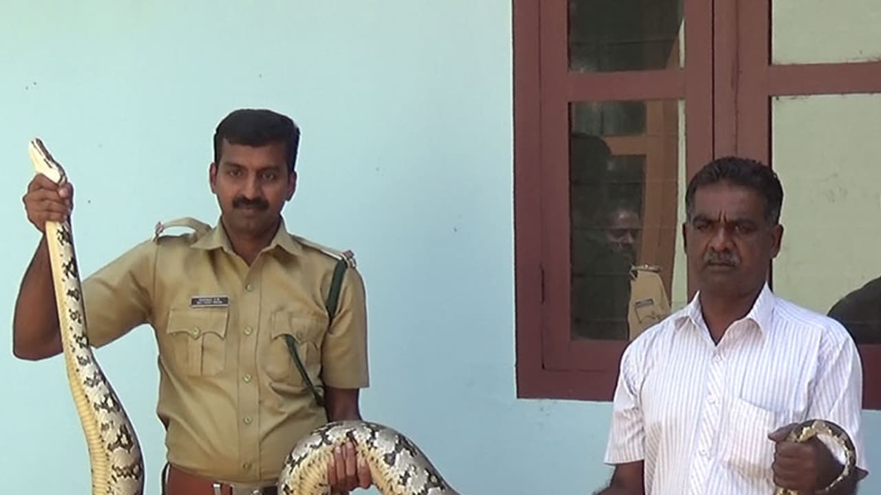 ഇരയെ വിഴുങ്ങി അനങ്ങാനാവാതെ പെരുമ്പാമ്പ്; പിടികൂടിയത് ജനവാസ മേഖലയില് നിന്ന് ഇരയെ വിഴുങ്ങി അനങ്ങാനാവാതെ പെരുമ്പാമ്പ്; പിടികൂടിയത് ജനവാസ മേഖലയില് നിന്ന്