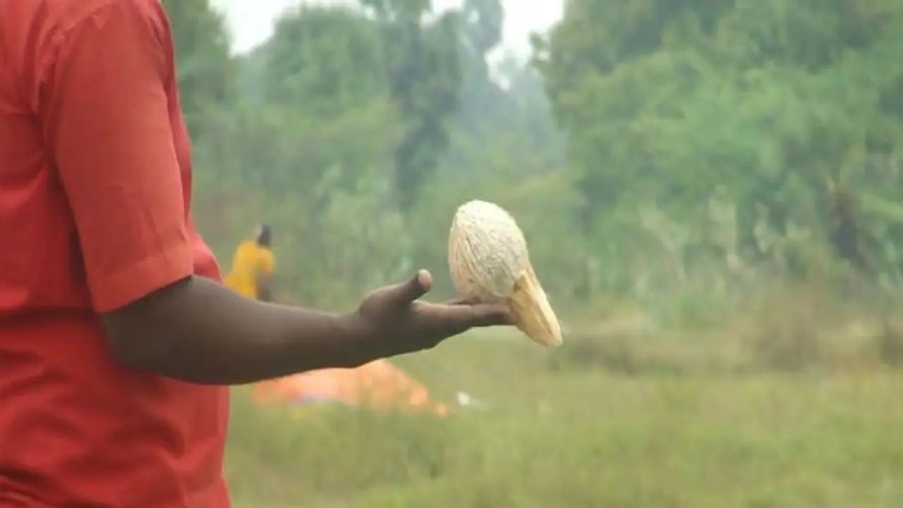 தேங்காயை வைத்து நிலத்தடி நீரை கண்டுபிடிக்கலாம். எப்படி? தேங்காயை வைத்து நிலத்தடி நீரை கண்டுபிடிக்கலாம். எப்படி?