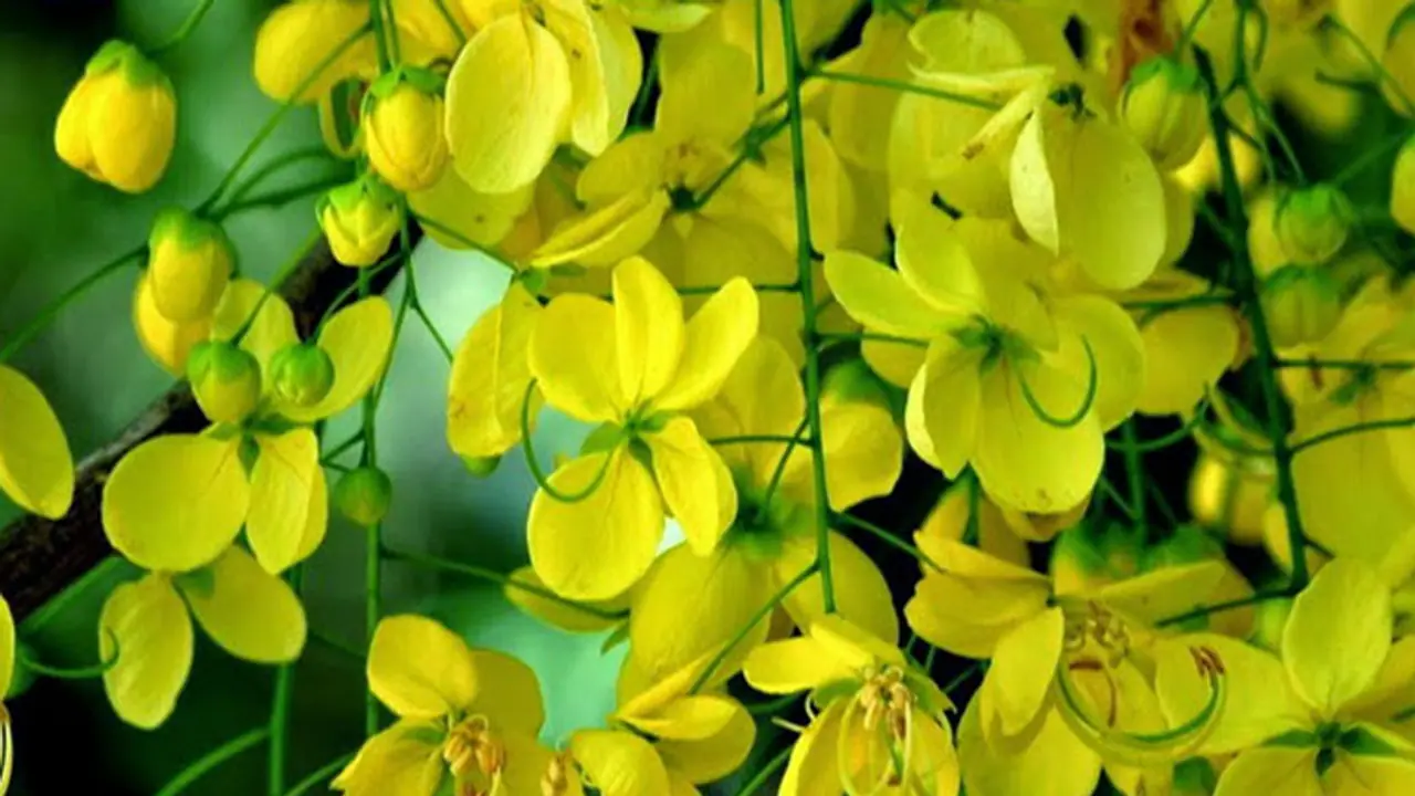 കൊവിഡ് അനിശ്ചിതത്വത്തിനിടയില്‍ വിഷു; പ്രവാസ ലോകം വരവേറ്റതിങ്ങനെ‍